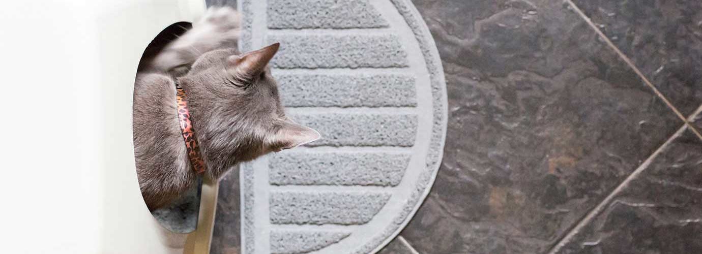 Kitten in een schone kattenbak