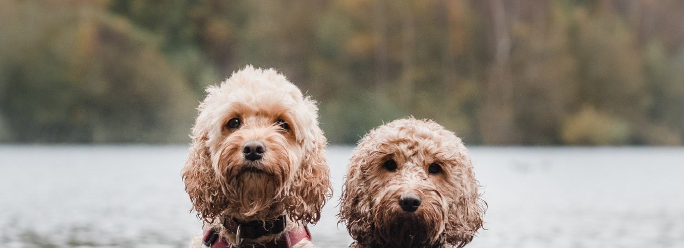 Marley & Mabel Profile